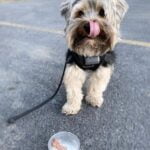 cute-small-dog-with-dish-of-ice-cream