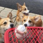 3-puppies-ready-for-sharing-some-ice-cream